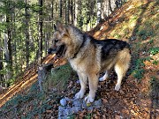 74 Bella la discesa per abetaia